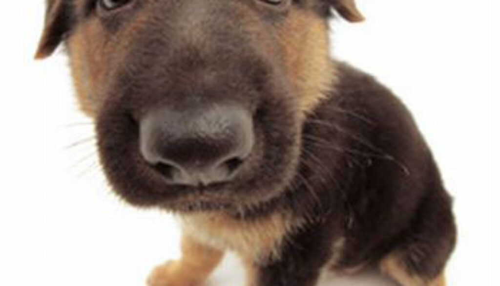figli-di-cane