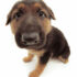 figli-di-cane