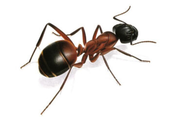 formica
