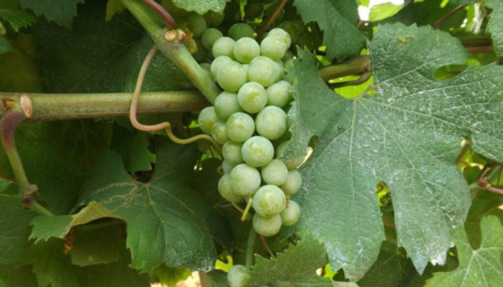 chardonnay