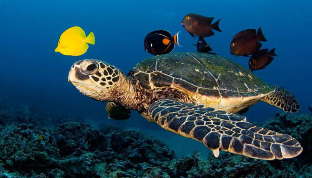 Tartaruga