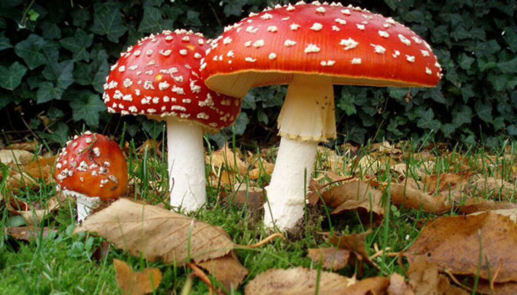 funghi
