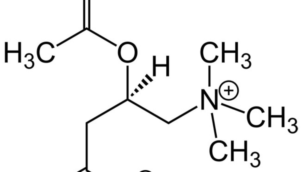 carnitina