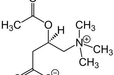 carnitina