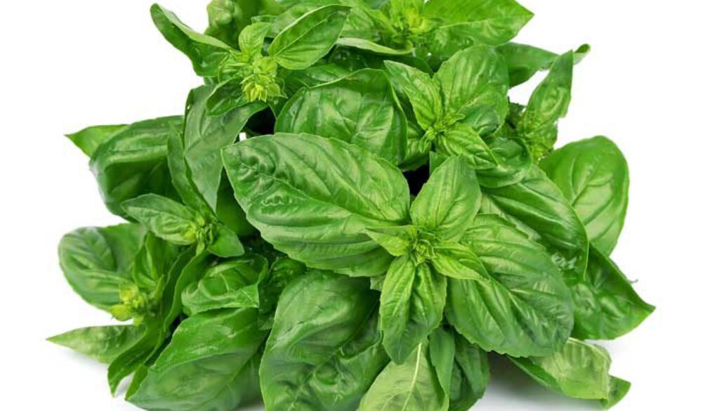 basilico