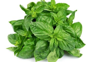 basilico